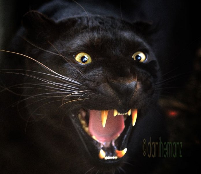 Blackpanther - 31.jpg